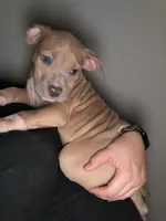 Brownie, a male American Staffordshire Terrier and American Bully for sale in Stedman, NC – 2 of 2