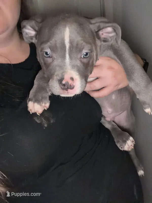 Chocolate – American Staffordshire Terrier, American Bully puppy for sale in Stedman, NC