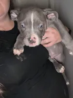 Chocolate, a male American Staffordshire Terrier and American Bully for sale in Stedman, NC – 1 of 2
