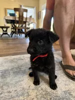Red, a female German Shepherd Dog for sale in Canon City, CO – 1 of 1