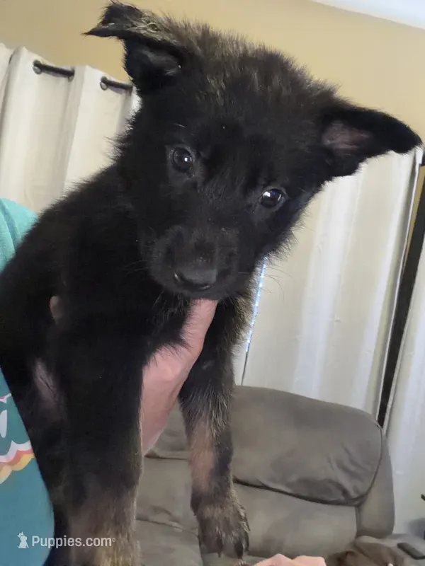 Gold – German Shepherd Dog puppy for sale in Canon City, CO