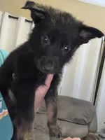 Gold, a male German Shepherd Dog for sale in Canon City, CO – 1 of 1