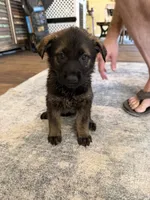 Pink, a female German Shepherd Dog for sale in Canon City, CO – 1 of 1
