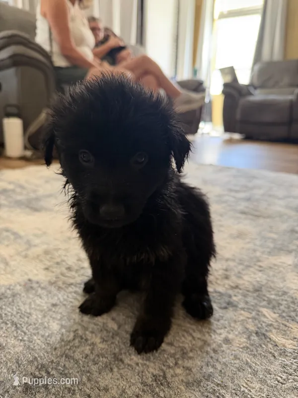 Lavender – German Shepherd Dog puppy for sale in Canon City, CO