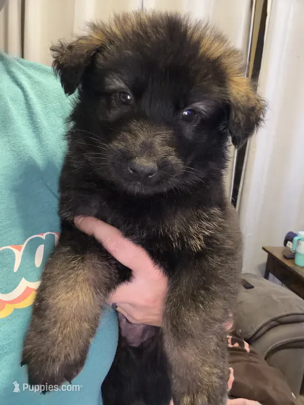 White – German Shepherd Dog puppy on hold in Canon City, CO