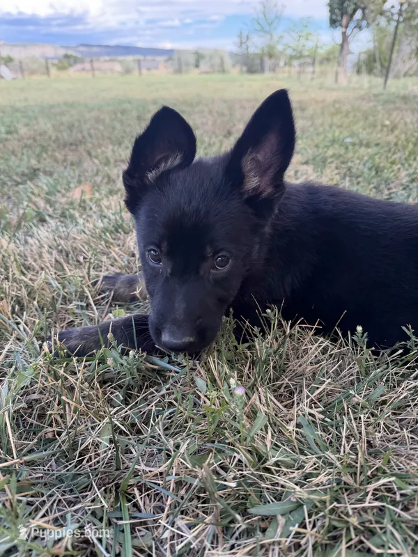 Gold – German Shepherd Dog puppy for sale in Canon City, CO