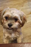 Cadillac, a female Shih Tzu for sale in Honokaa, HI – 4 of 4