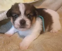 Yoda, a male Shih Tzu and Shorkie for sale in Honokaa, HI – Photo 2 of 7