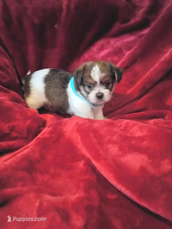 Yoda – Shih Tzu, Shorkie puppy for sale in Honokaa, HI