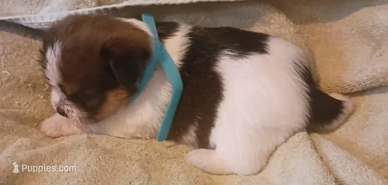 Yoda – Shih Tzu, Shorkie puppy for sale in Honokaa, HI