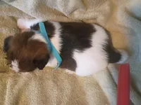 Yoda, a male Shih Tzu and Shorkie for sale in Honokaa, HI – Photo 5 of 7