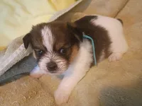 Yoda, a male Shih Tzu and Shorkie for sale in Honokaa, HI – Photo 4 of 7