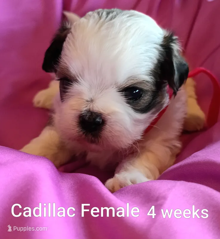 Cadillac – Shih Tzu puppy for sale in Honokaa, HI