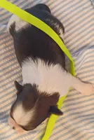 Franklin , a male Shih Tzu for sale in Honokaa, HI – 3 of 3