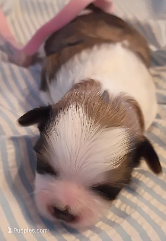 Delorian  – Shih Tzu puppy for sale in Honokaa, HI