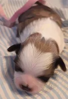 Delorian , a female Shih Tzu for sale in Honokaa, HI – 1 of 4