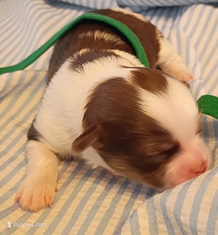 Lamborghini – Shih Tzu puppy for sale in Honokaa, HI