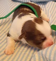 Lamborghini, a male Shih Tzu for sale in Honokaa, HI – 1 of 3