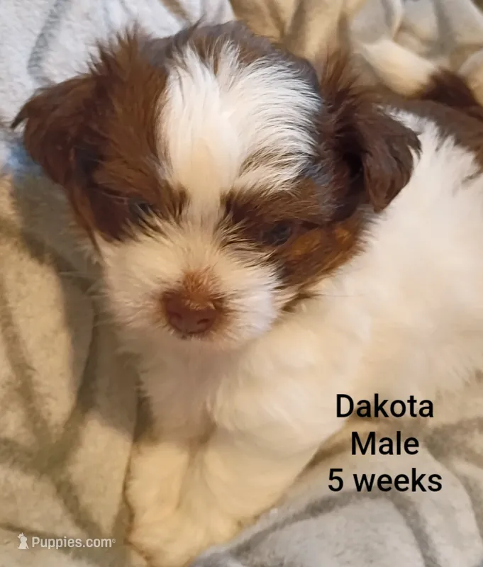 Dakota – Shih Tzu, Yorkshire Terrier puppy for sale in Honokaa, HI