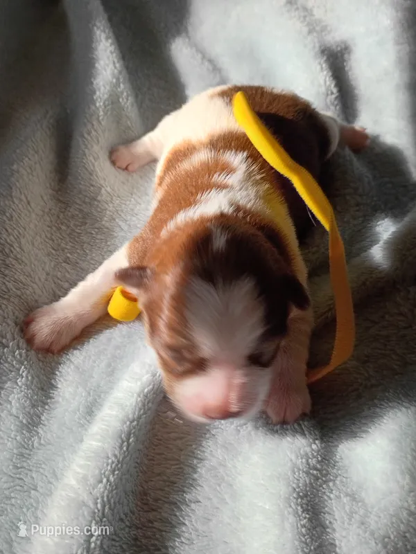 Mercedes  – Shih Tzu, Yorkshire Terrier puppy for sale in Honokaa, HI