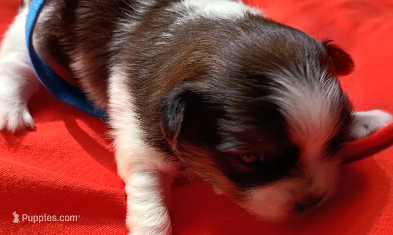 Ferrari  – Shih Tzu, Yorkshire Terrier puppy for sale in Honokaa, HI