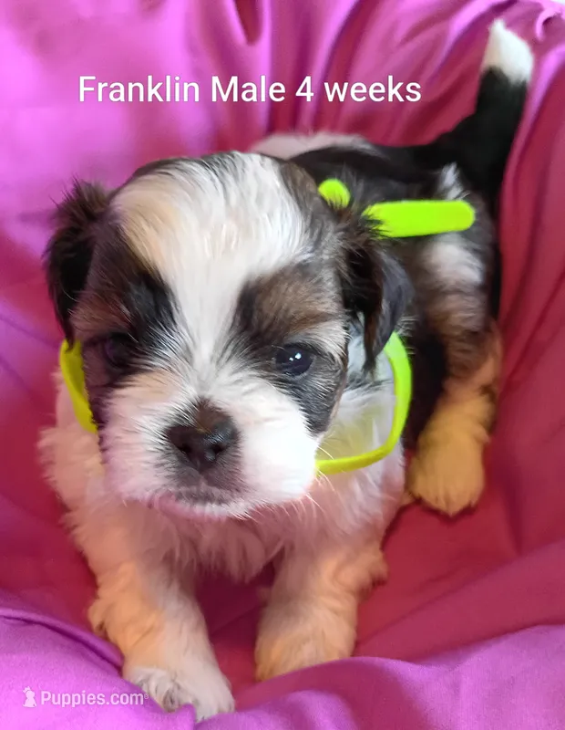 Franklin  – Shih Tzu puppy for sale in Honokaa, HI