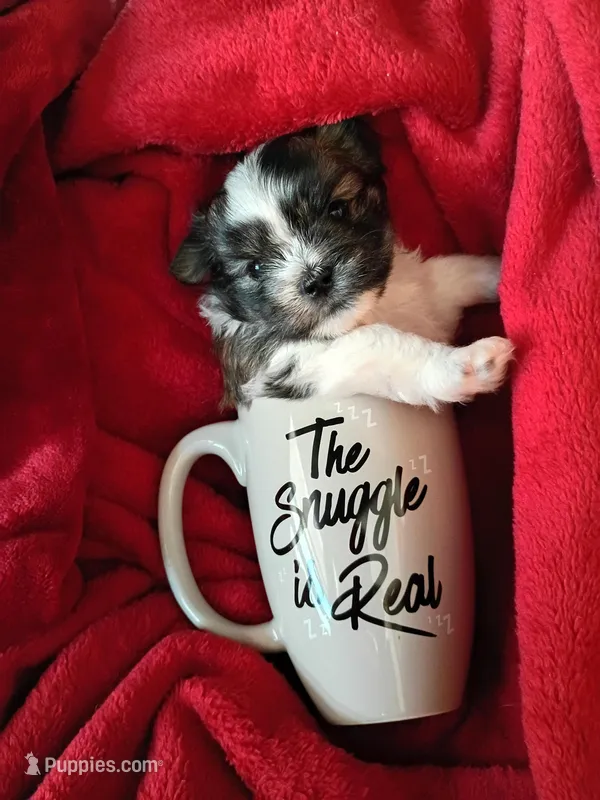 Thumbelina  – Shih Tzu, Shorkie puppy on hold in Honokaa, HI