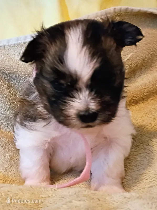 Thumbelina  – Shih Tzu, Shorkie puppy for sale in Honokaa, HI