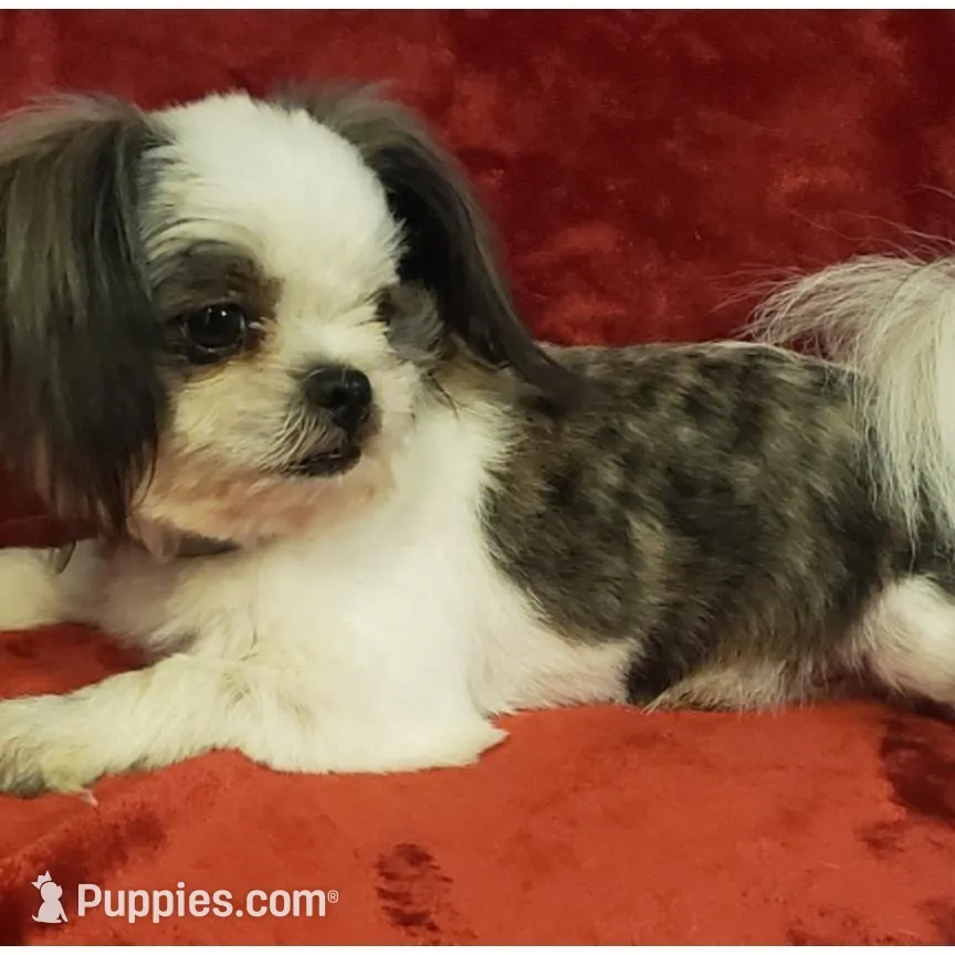 Thumbelina , a female Shih Tzu and Shorkie for sale in Honokaa, HI – Photo 4 of 5