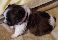 Thumbelina , a female Shih Tzu and Shorkie for sale in Honokaa, HI – Photo 2 of 5