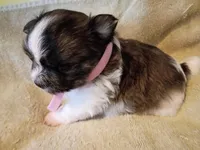 Thumbelina , a female Shih Tzu and Shorkie for sale in Honokaa, HI – Photo 3 of 5