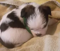 Dottie, a female Shih Tzu and Shorkie for sale in Honokaa, HI – Photo 2 of 7