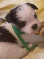 Dottie, a female Shih Tzu and Shorkie for sale in Honokaa, HI – Photo 1 of 7