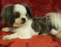 Dottie, a female Shih Tzu and Shorkie for sale in Honokaa, HI – Photo 7 of 7