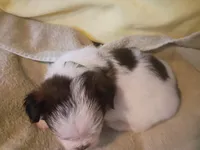 Dottie, a female Shih Tzu and Shorkie for sale in Honokaa, HI – Photo 4 of 7