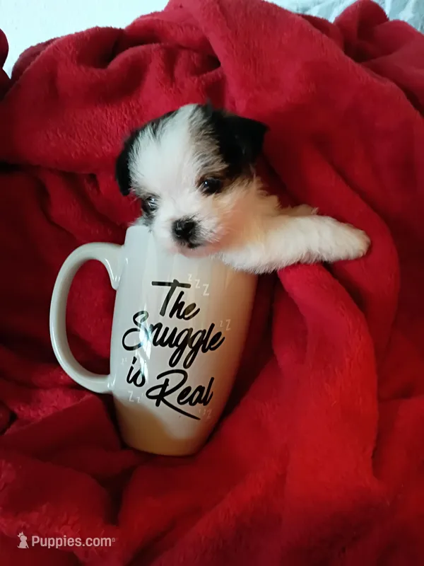 Dottie – Shih Tzu, Shorkie puppy on hold in Honokaa, HI