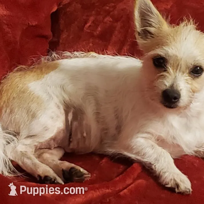 Dottie, a female Shih Tzu and Shorkie for sale in Honokaa, HI – Photo 6 of 7