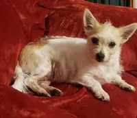 Twinkle, a female Shih Tzu and Shorkie for sale in Honokaa, HI – Photo 4 of 5