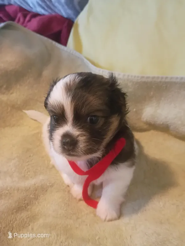 Twinkle – Shih Tzu, Shorkie puppy for sale in Honokaa, HI