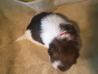 Twinkle, a female Shih Tzu and Shorkie for sale in Honokaa, HI – Photo 3 of 5