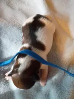 Ferrari , a male Shih Tzu and Yorkshire Terrier for sale in Honokaa, HI – 2 of 2