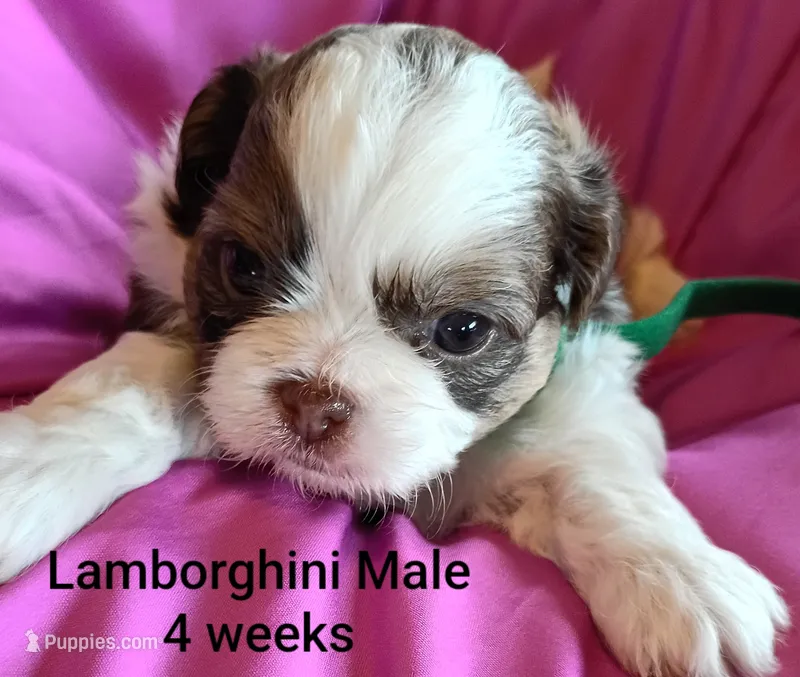 Lamborghini – Shih Tzu puppy for sale in Honokaa, HI