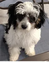 Teacup, a female Shih Tzu and Yorkshire Terrier for sale in Honokaa, HI – Photo 2 of 3