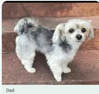 Teacup, a female Shih Tzu and Yorkshire Terrier for sale in Honokaa, HI – Photo 3 of 3