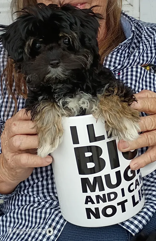 Teacup – Shih Tzu, Yorkshire Terrier puppy for sale in Honokaa, HI