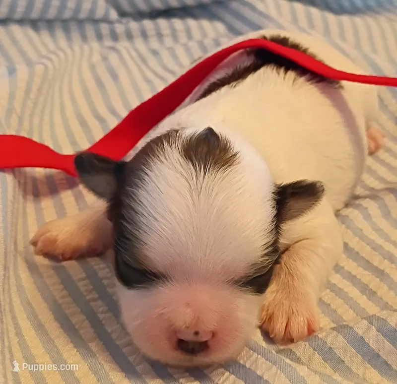 Cadillac – Shih Tzu, Yorkshire Terrier puppy for sale in Honokaa, HI