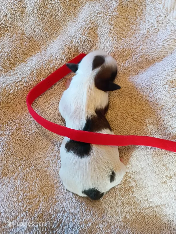 Cadillac – Shih Tzu, Yorkshire Terrier puppy for sale in Honokaa, HI