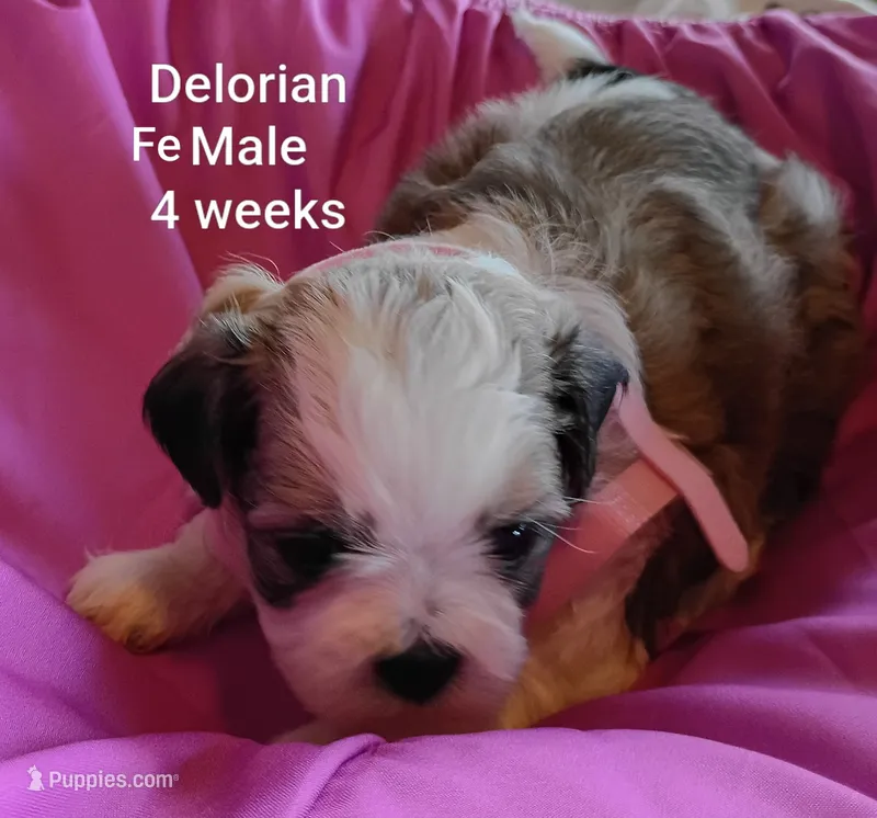 Delorian  – Shih Tzu puppy for sale in Honokaa, HI