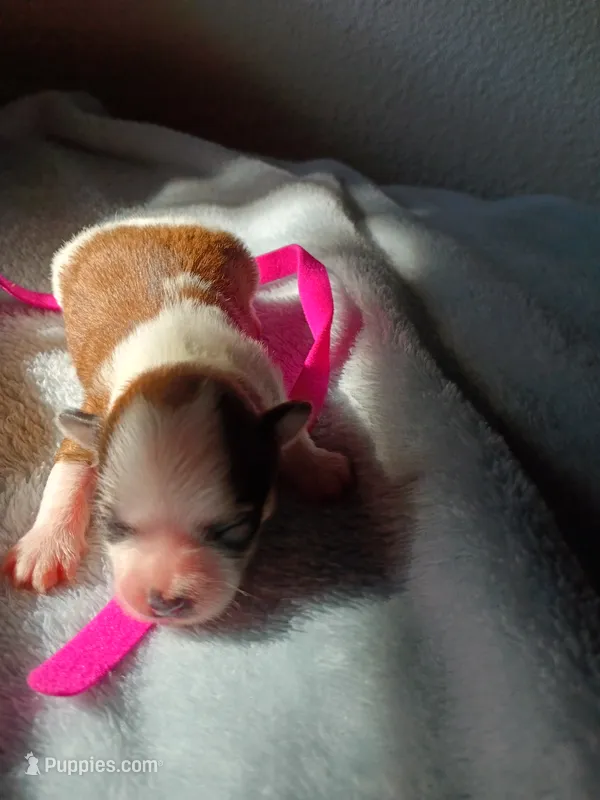 Porsche – Shih Tzu, Yorkshire Terrier puppy for sale in Honokaa, HI