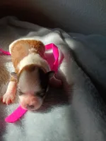 Porsche, a female Shih Tzu and Yorkshire Terrier for sale in Honokaa, HI – 1 of 2